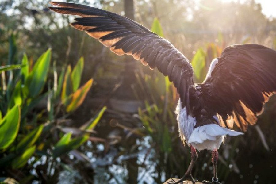 Le Parc des Oiseaux rouvre ses portes !