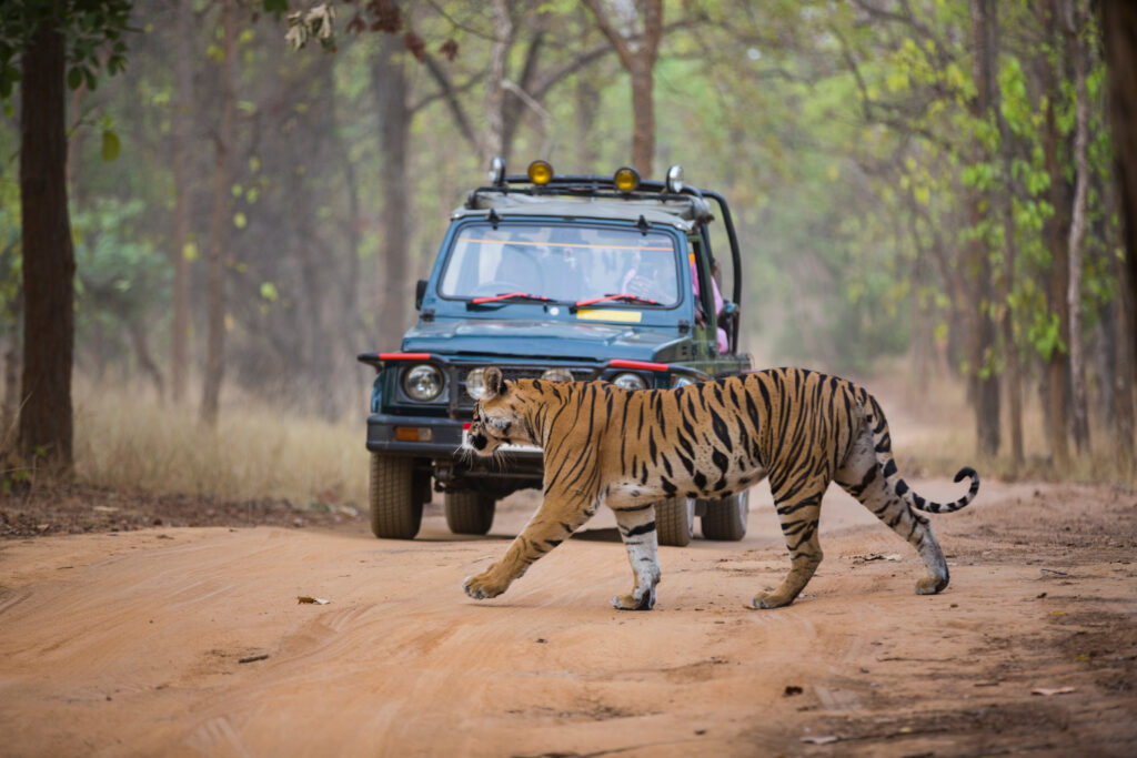 Un tigre du Bengale au Bandhavgarh National Park
