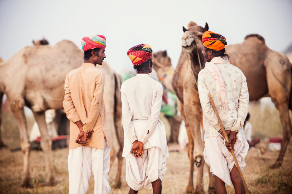 Foire annuelle de chameaux à Pushkar