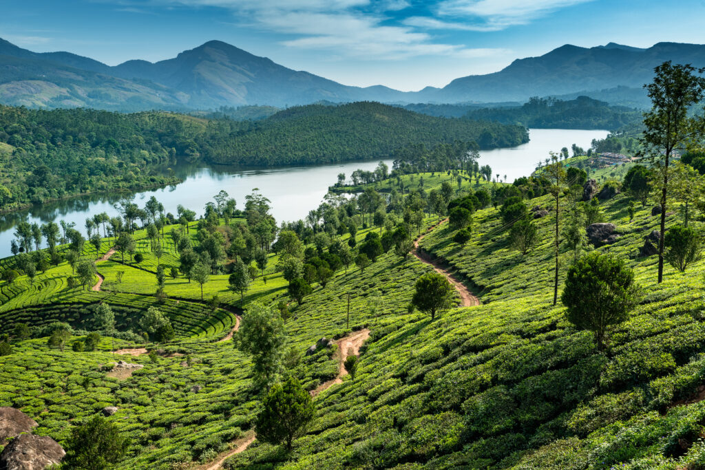 Plantations de thé à Munnar dans le Kerala