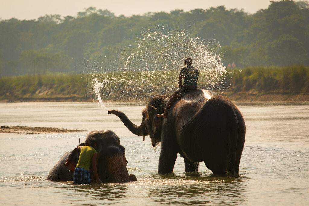 Éléphants à Periyar dans le sud de l'Inde 