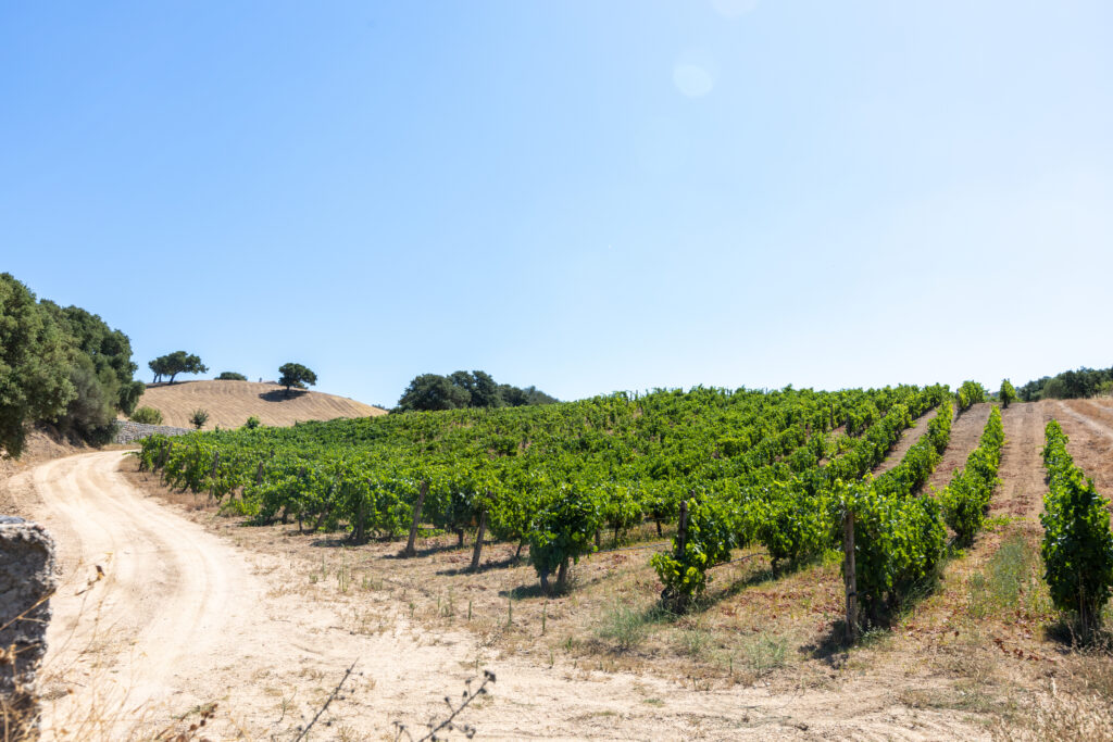 Vignoble Gallura 