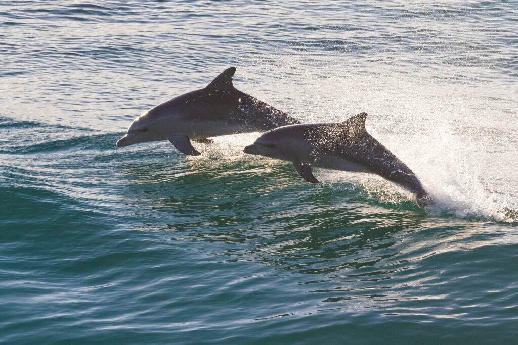 Dauphins sautant dans l'eau