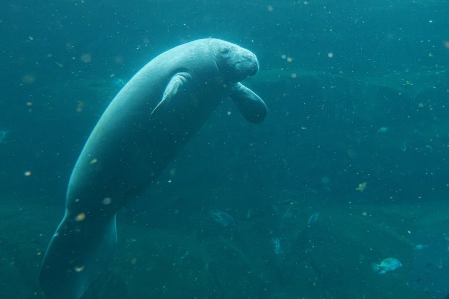 Le Parc zoologique de Paris accueille une femelle lamantin