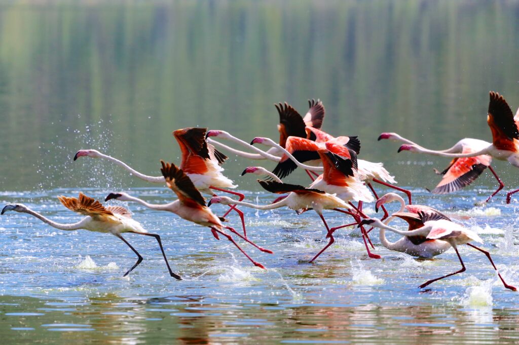 Lac Bogoria 