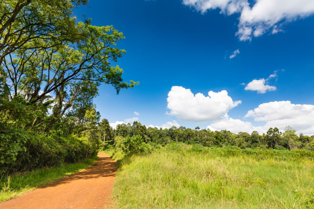 Forêt de Karura