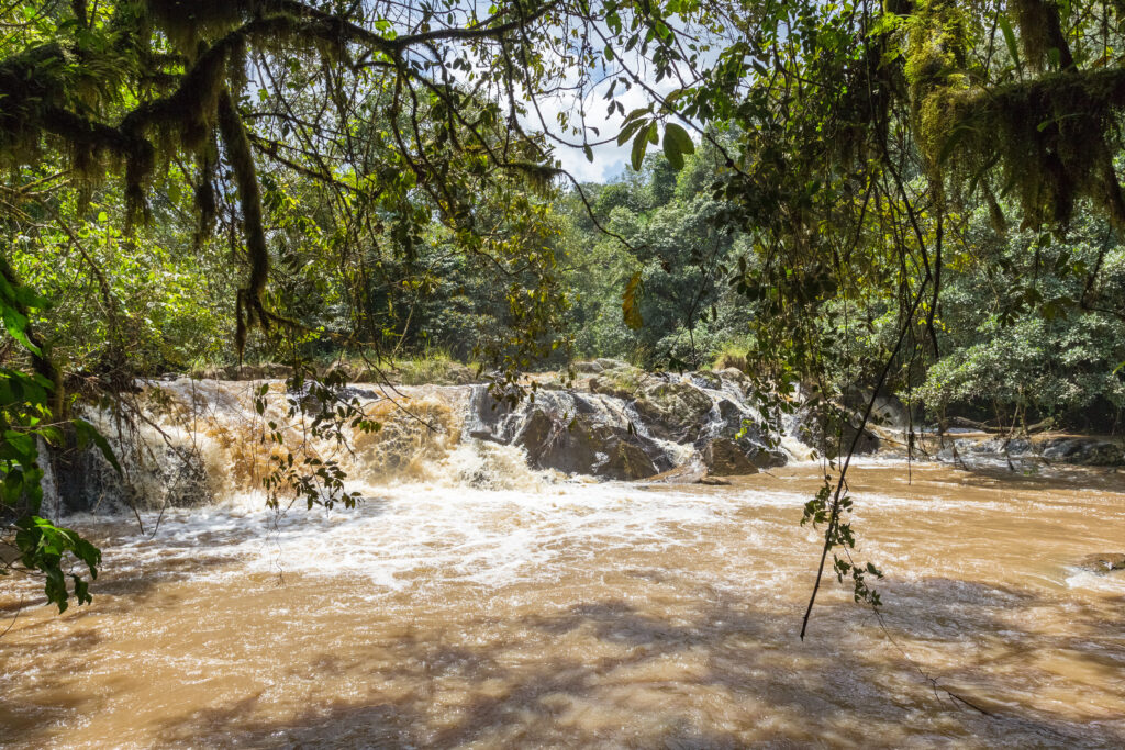 forêt de Kakamega