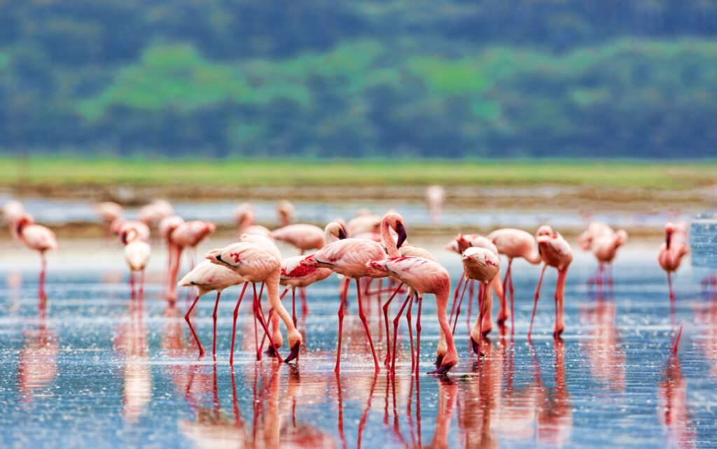 Lac Nakuru, Nakuru