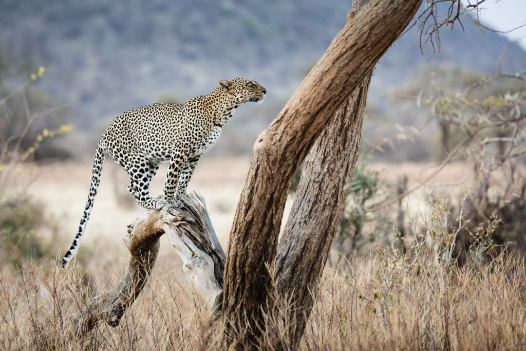 Réserve nationale de Samburu