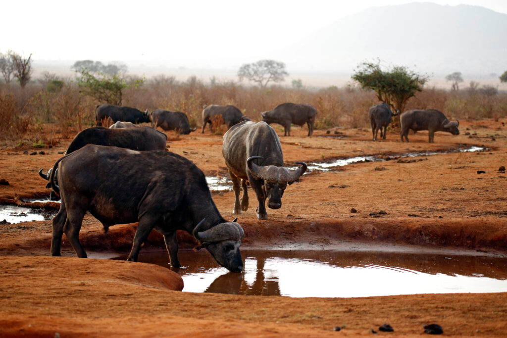 Parc national de Tsavo East, Taita 