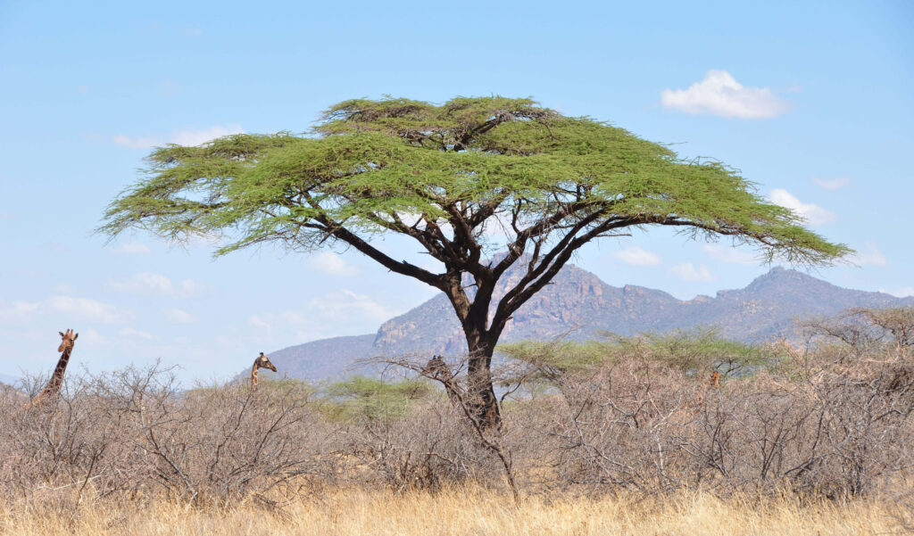 Réserve nationale de Shaba