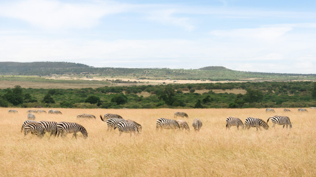 Réserve nationale du Masai Mara, Narok 