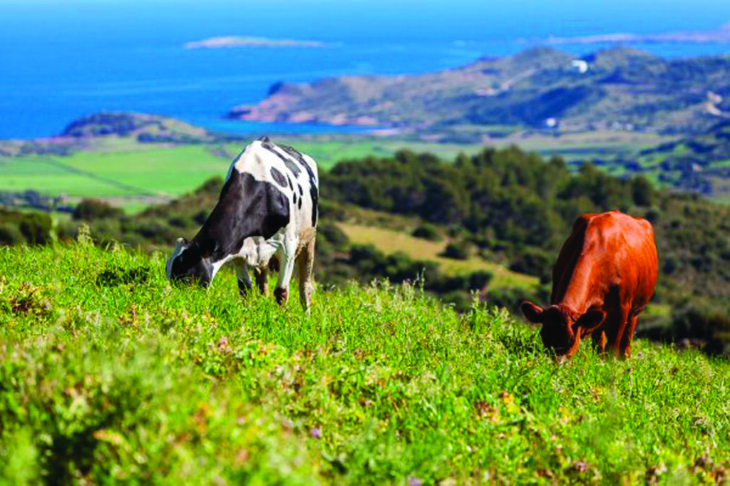 Vache au cœur de la campagne minorquine.