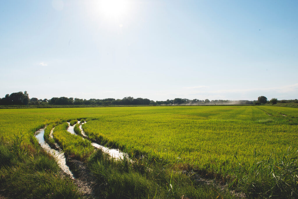 Les rizières de Camargue 