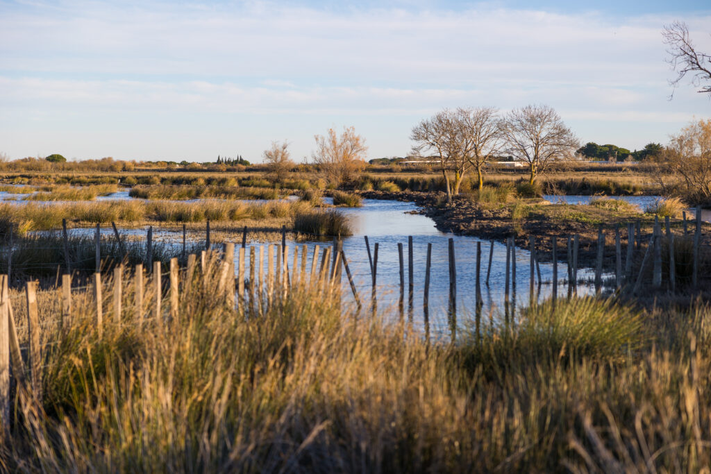 Petite Camargue