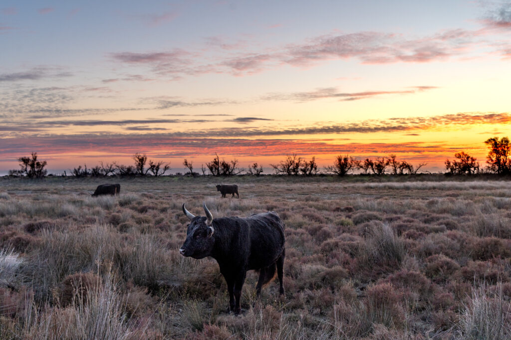Safari dans la Camargue