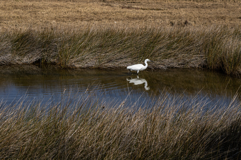 La Réserve Ornithologique du Teich