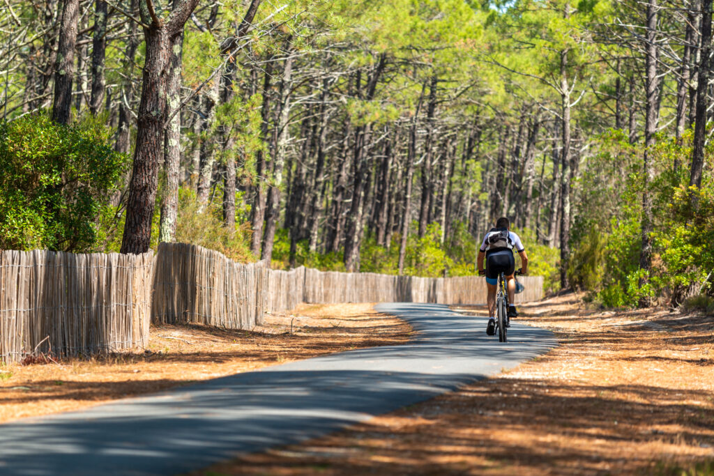 Piste cyclable dans la forêt des Landes