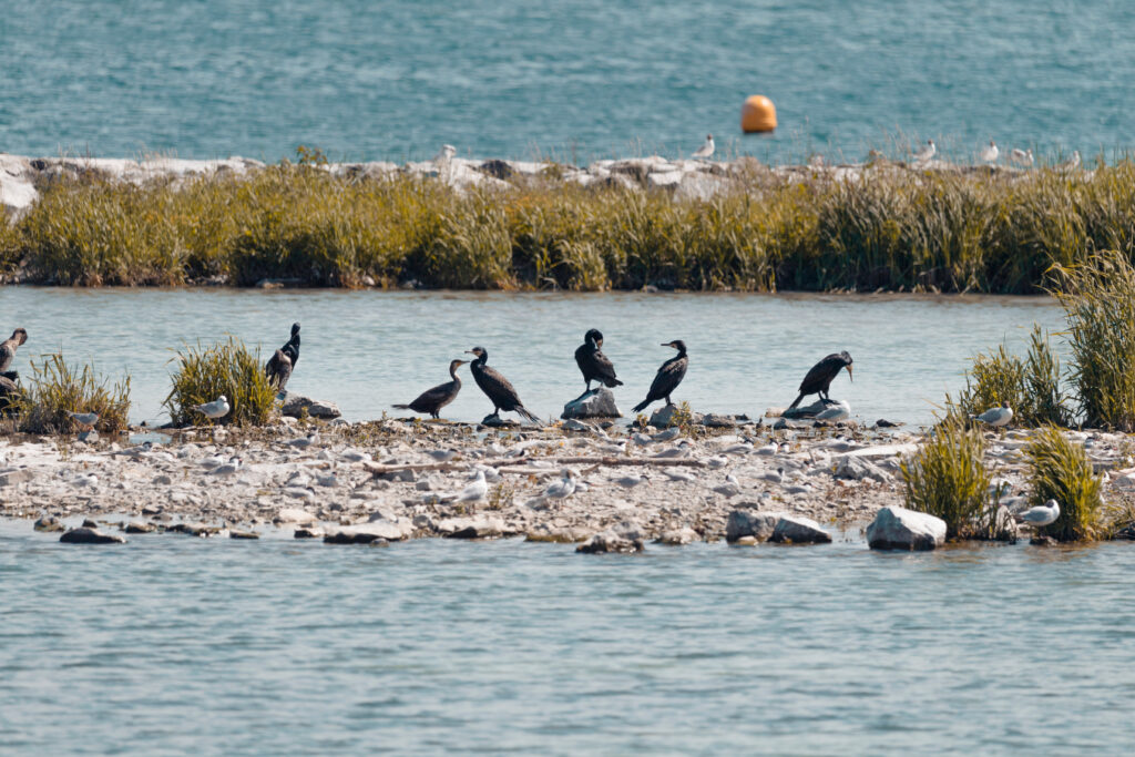 L'île aux oiseaux, réserve naturelle