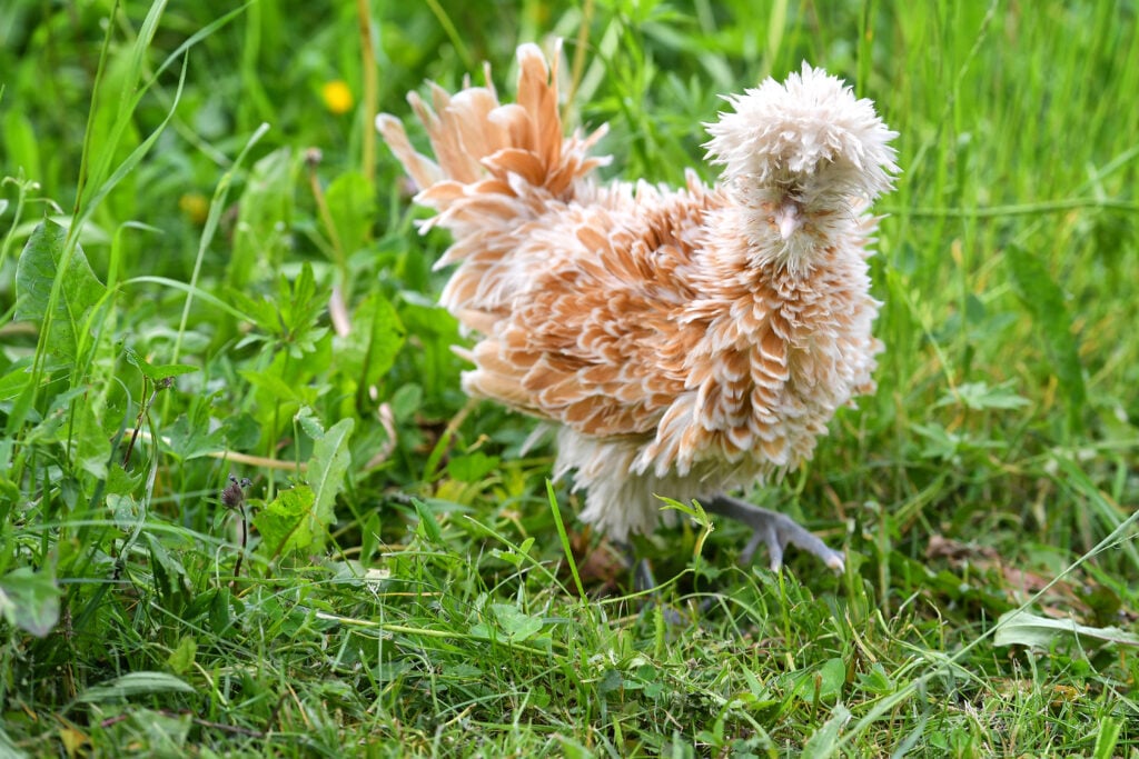 La poule padouane