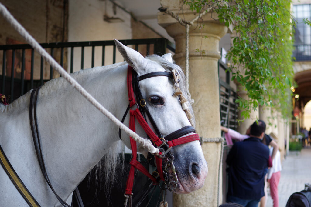 Les Ecuries Royales de Cordoue