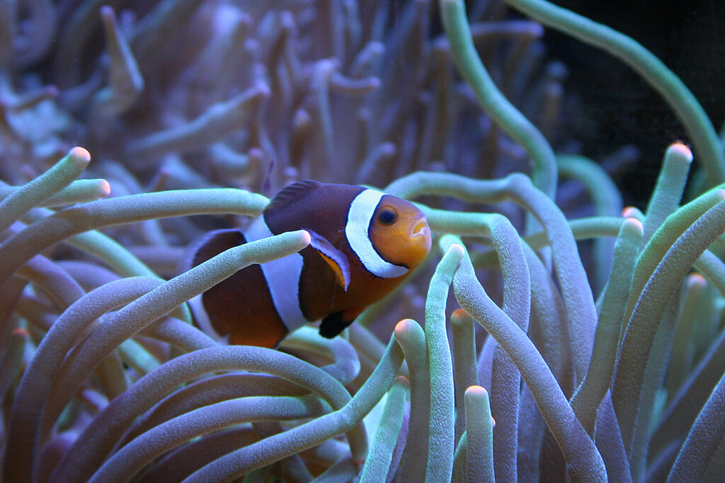 The Aquarium of Western Australia