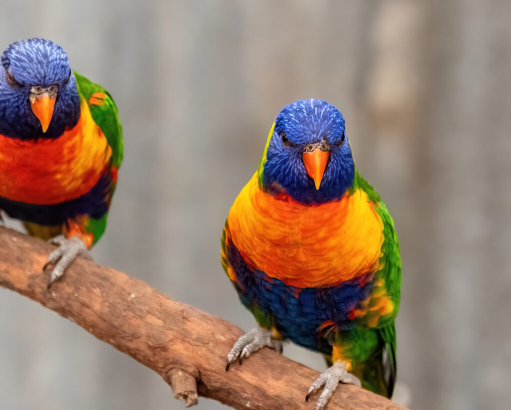 Oiseaux au Caversham Wildlife Park