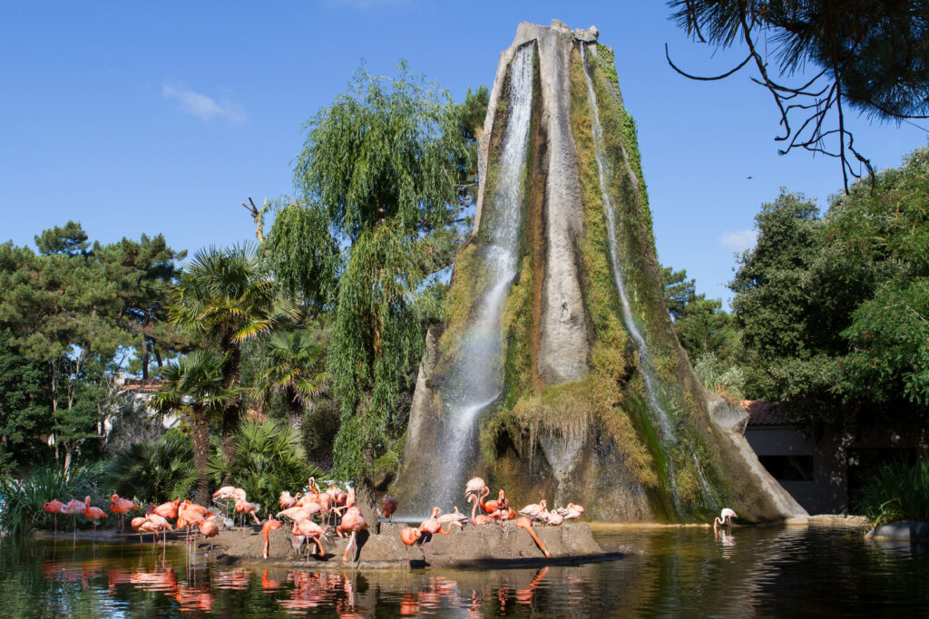 L'île aux flamands roses à la Palmyre 