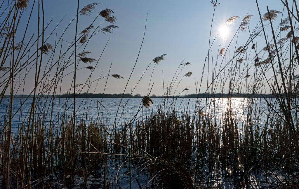 Réserve naturelle de l'étang de Cousseau