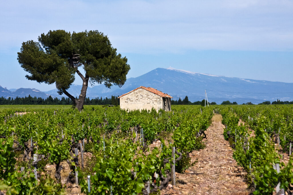 Vignobles dans le Vaucluse