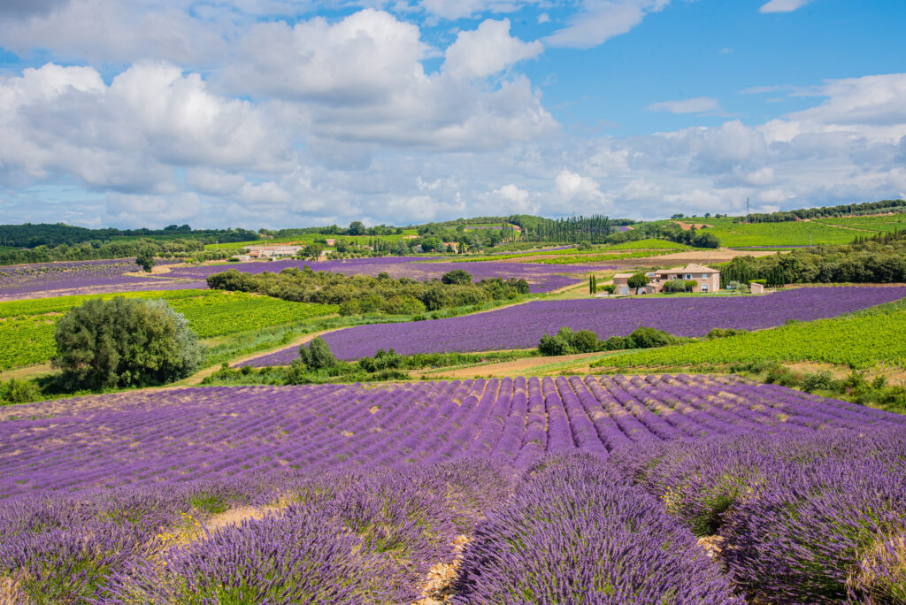 Champs de lavandes