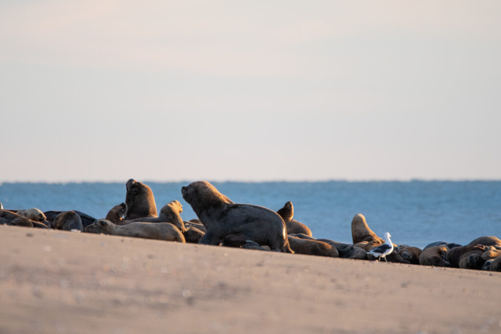 Colonie d’otaries sur Isla Lobos