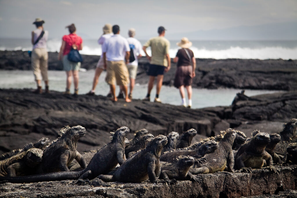 Iguanes sur Isla Fernandina