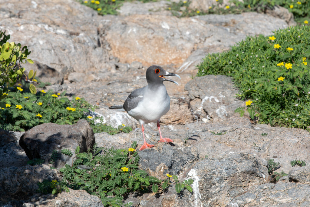 Oiseau sur l'Isla Genovesa