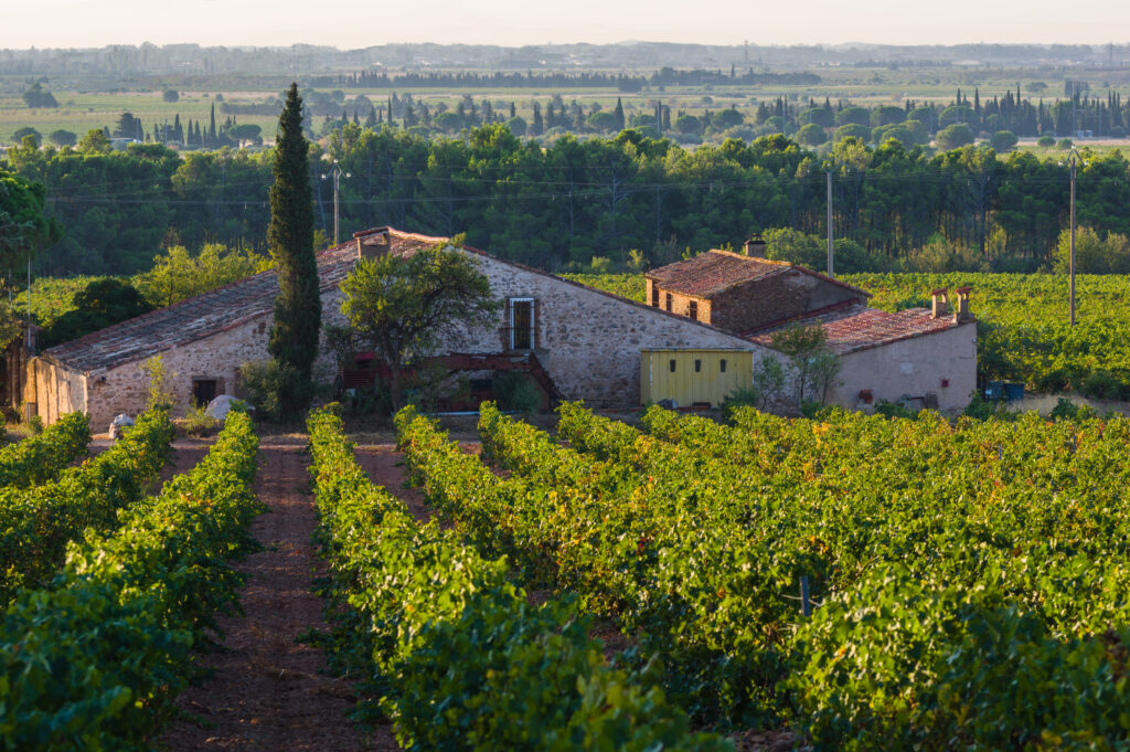 vignobles de Rivesaltes