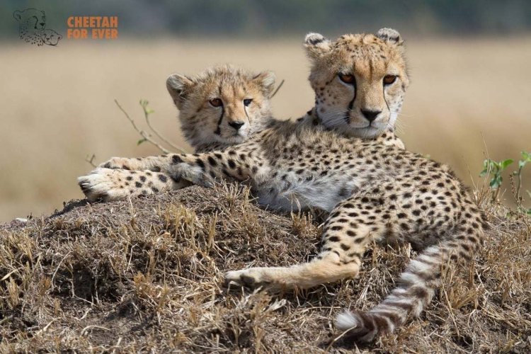 - © Tony Crocetta - Cheetah For Ever