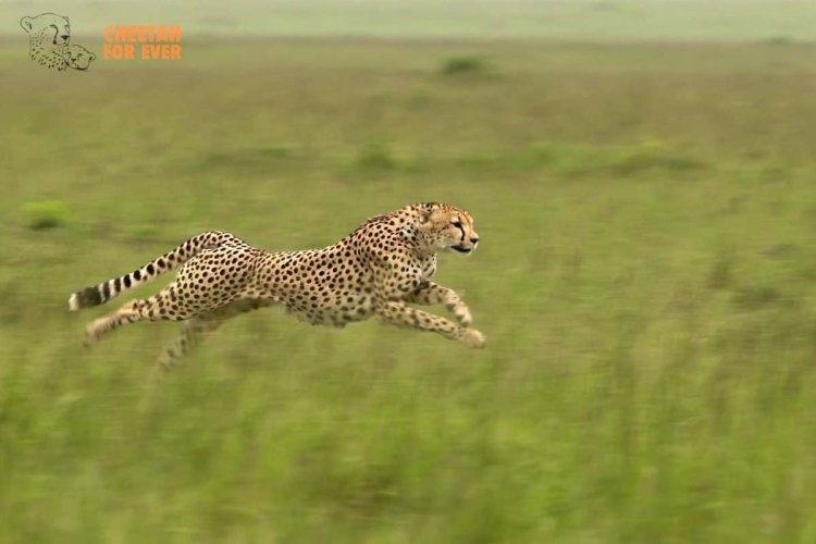 - © Tony Crocetta - Cheetah For Ever