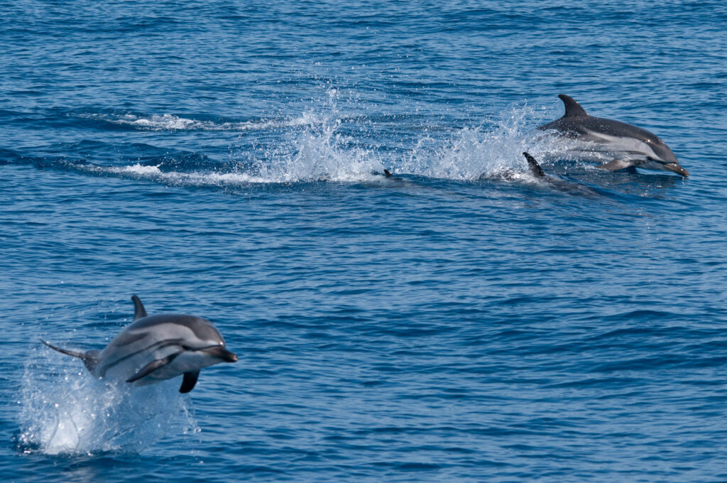 Dauphins en Méditerranée