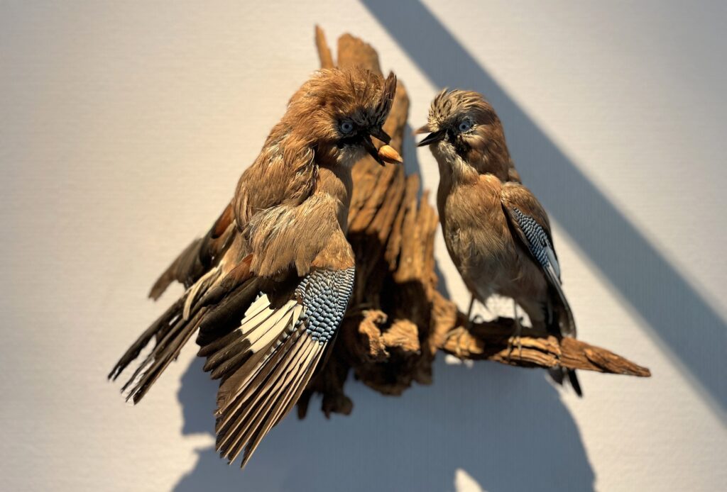 Animal empaillé