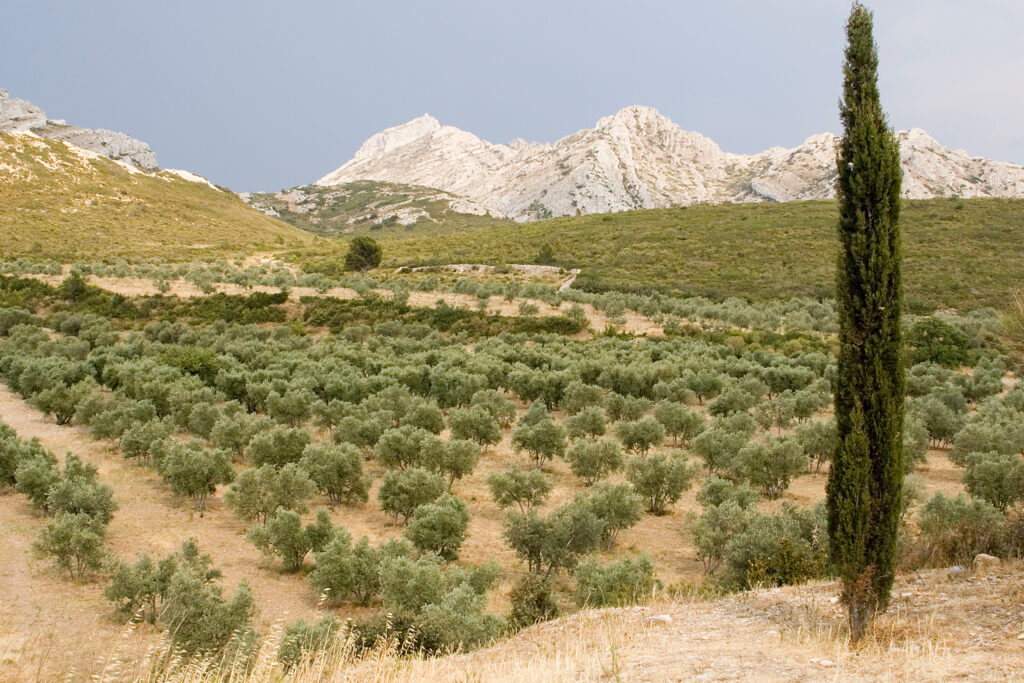 Champ d'oliviers - Alpilles