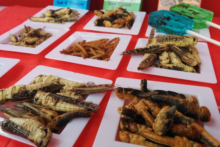 Un marché d'insectes pas si facile !