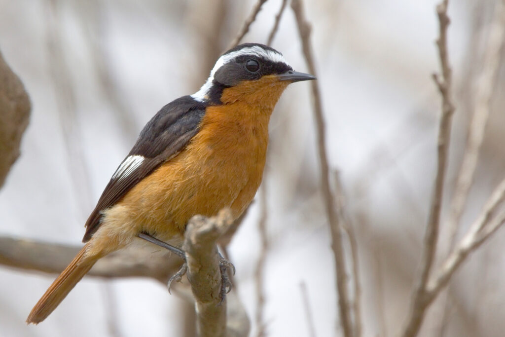 La Vallée des Oiseaux