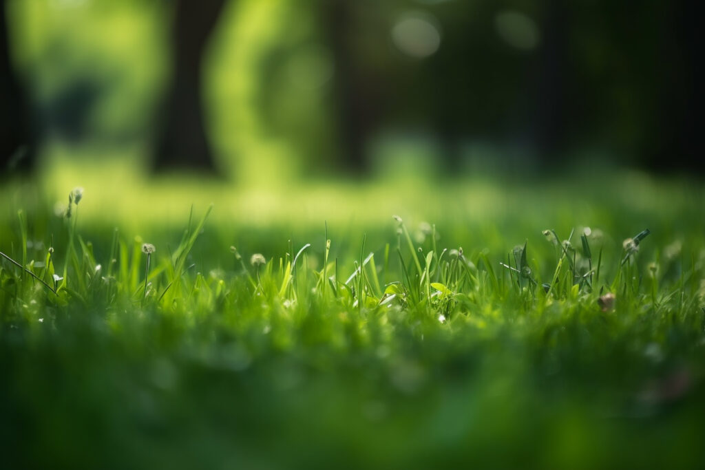 Jardin Vert 