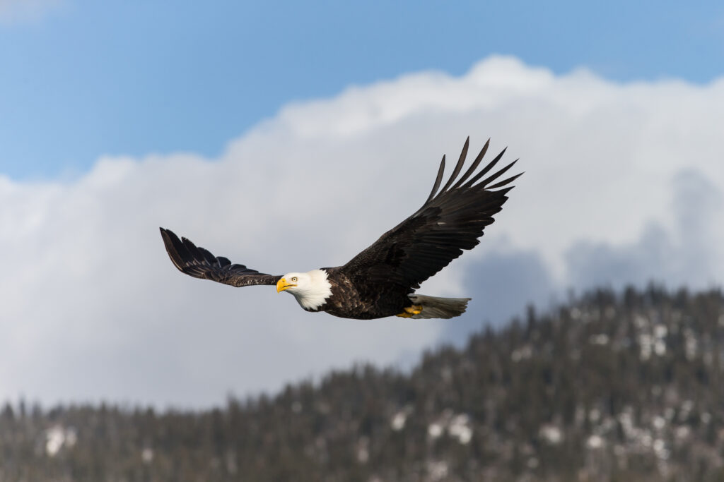 Aigle