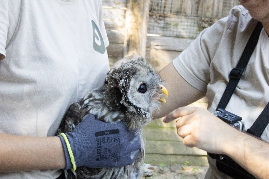 23 chouettes de l'Oural, dont une du Parc Animalier de Saint réintroduites en Bavières