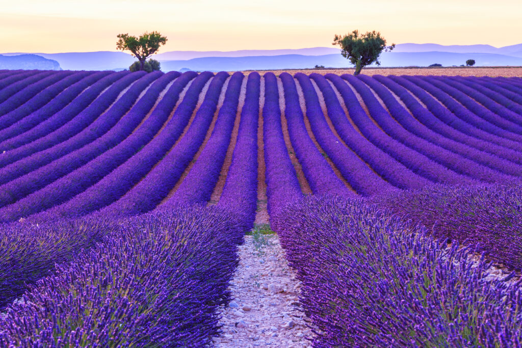 Champs de lavande de Valensole 