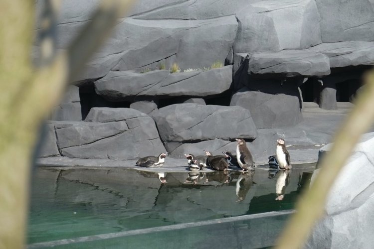 Manchots de Humbolt - © Alexandra Botzke