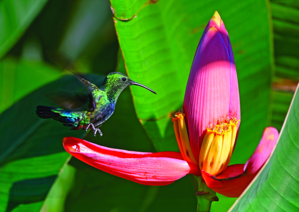 Colibri attiré par le nectar d'une fleur de bananier.