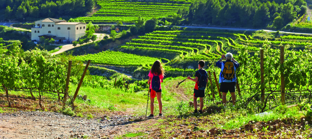 Les vignobles du Priorat.