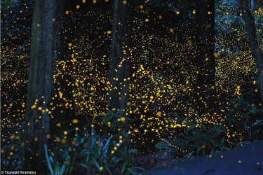 L'été arrive à Tokyo - Soirée des lucioles